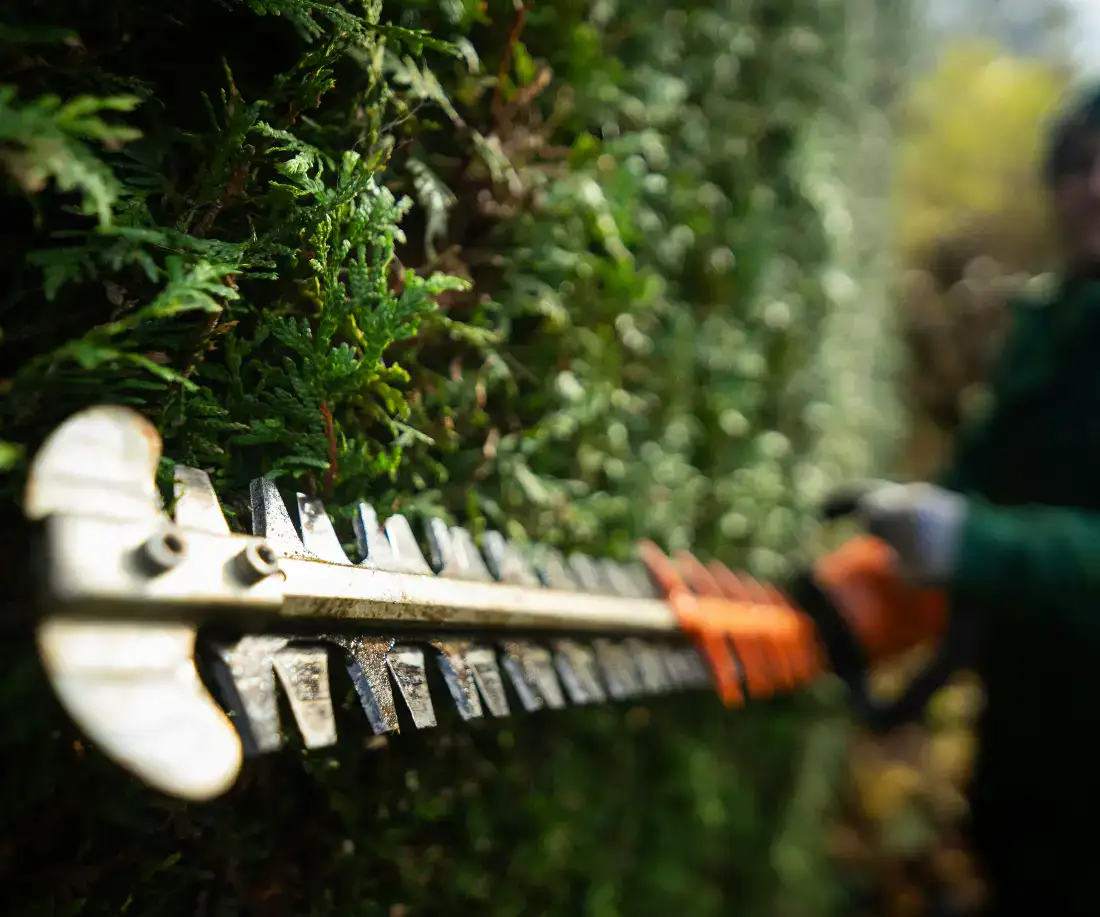 Gardener cutting a hedge