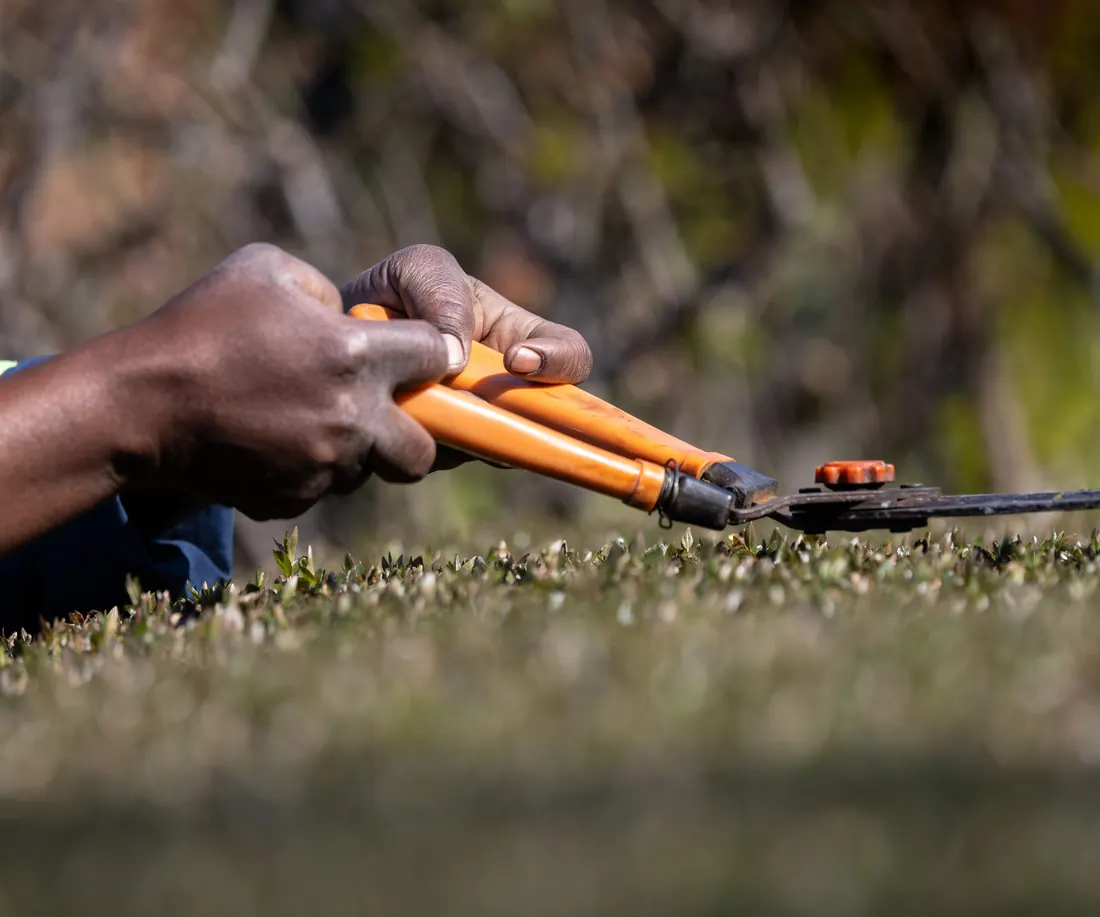 Gardener pruning a hedge with shears